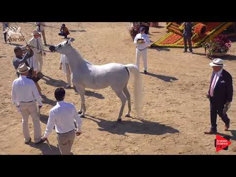 N.80 NOFT AL NAYFAT - Menton 2019