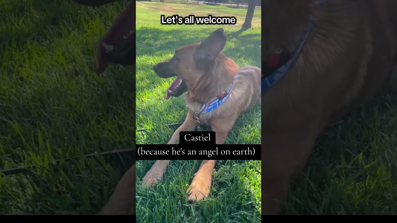 Enlarge Castiel the Loving, a Adoptable mixed breed in Menifee, CA video 3/6
