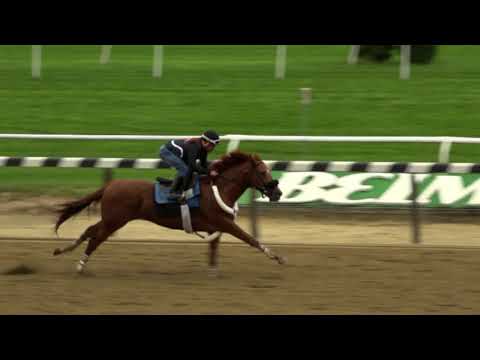 BC Sprint contender Mind Your Biscuits Works for trainer Chad Summers