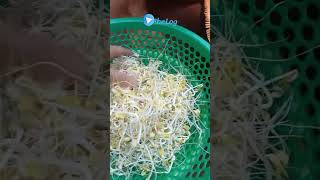 Harvesting Homegrown Mung Bean Sprouts | Fresh & Healthy! 🌱✨