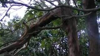 Strong Enough to Bend - Tanya Tucker