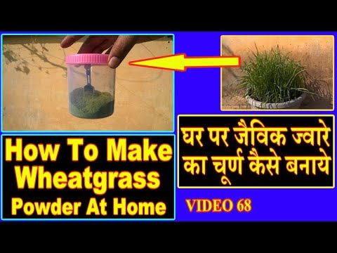 , title : 'Wheatgrass Powder Juice|How To Grow Organic And Make Powder at Home'