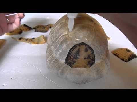 Primeros auxilios para tortugas: preservación del caparazón de tortuga