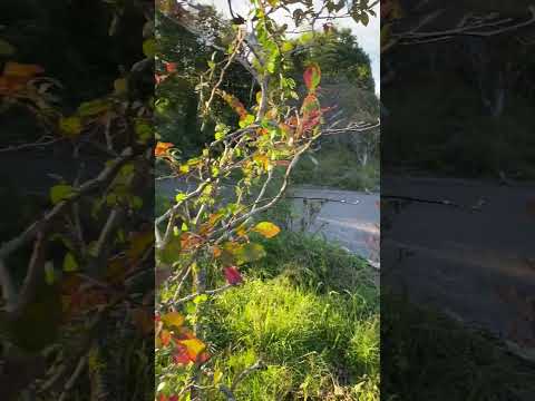 冬には温室に水をやったほうがいいでしょうか？