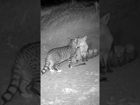After the Rescue… The Cat Brings a Fish to the Foxes #animalvideo #animals #AnimalRescue