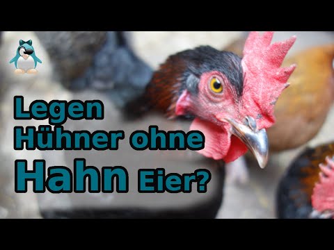 , title : 'Legen Hühner auch ohne Hahn Eier? #Frage Landleben'