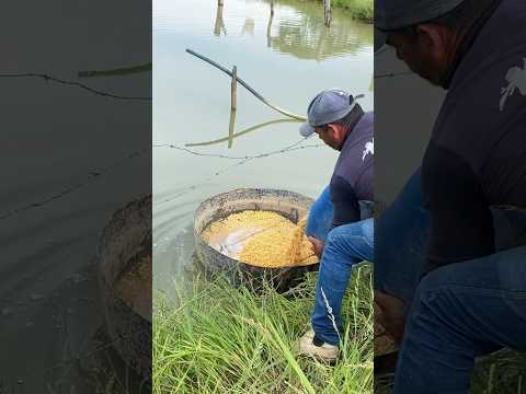Colocando milho para os peixes #peixes #milho #nafazenda #yotubeshorts