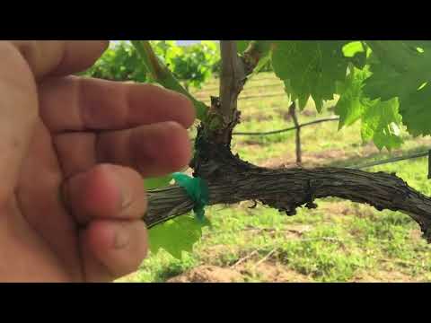 Early Shoot Thinning in Grapes saves Time and Money