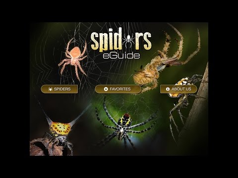 Spiders eGuide Video