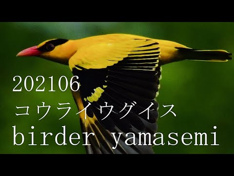 IUCN分類における絶滅の危険性を示す図。