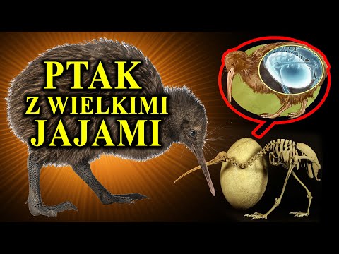The Legendary Flightless Kiwi - Which Came First, the Bird or the Fruit?