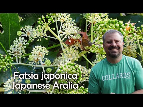 Fatsia japonica - Japanese Aralia