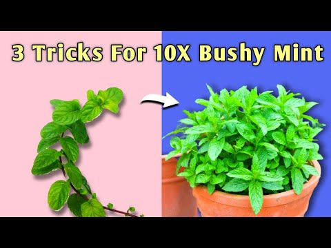 Here How You Can Get 10x BUSHY Mint Plant at Home