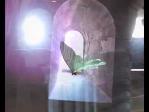 The Butterfly - Asni the Harper