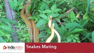 Snakes mating; frightening yet fascinating