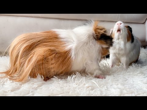 Crazy Guinea Pig sounds. My Boars Arguing - You Need to Hear This