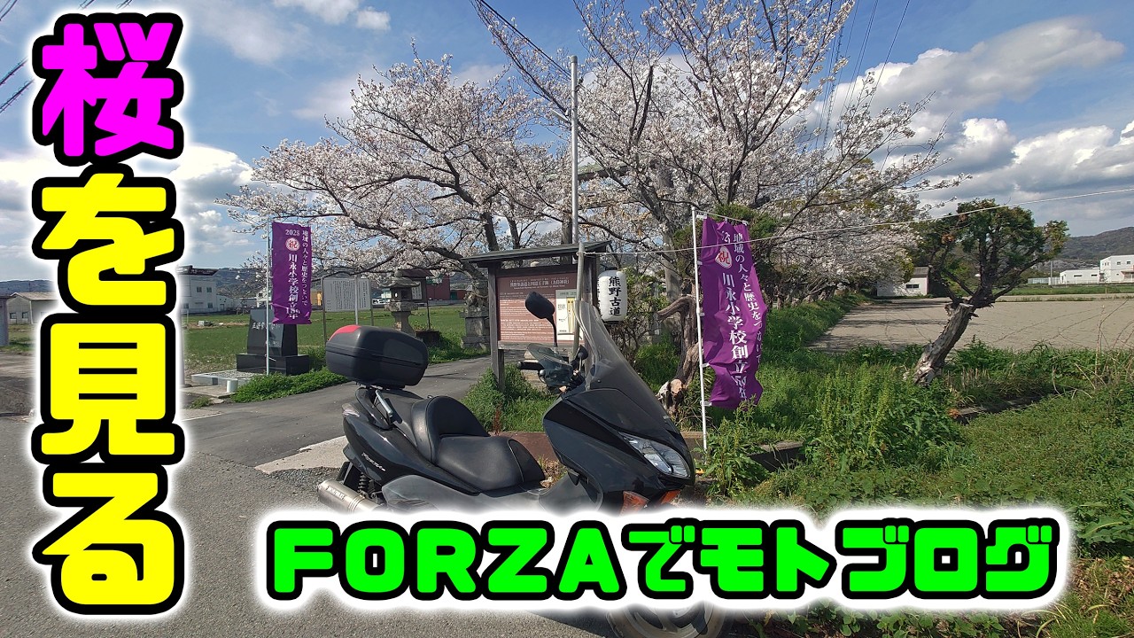 JR阪和線 山中渓駅の桜を見に久々のバイク🏍🌸　フォルッアMF08モトブログ