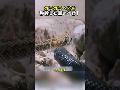 ガラガラヘビを秒殺した黒いヘビ！  #ガラガラヘビ #ヘビの捕食 #野生動物 #自然界の掟 #驚きの生態