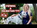 Owning a Dalmatian?? | What you need to know!