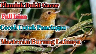 Download lagu Planduk Bukit Gacor Full Isian Cocok Untuk Pancingan Masteran Burung Lainnya#Plandukbukitgacor mp3