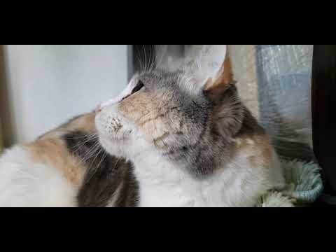 Aurea The Calico Cat  looking very curious and playing Who Dunnit??