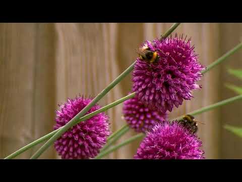 Bijen en hommels in de tuin