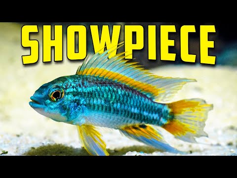 The Best Centerpiece Fish For Every Aquarium Size