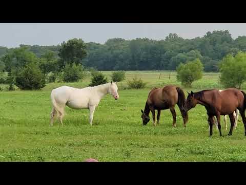8/2/21 Surrogate mares at Shining C Grulla Horses