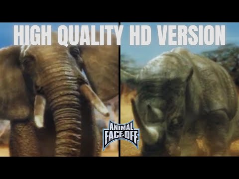 Animal Face-Off [2004] | Elephant vs Rhinoceros In High Quality HD