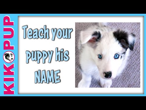 Teach your puppy his name