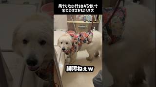 雨の日に家族に混沌をもたらす愛犬　#greatpyrenees #大型犬のいる生活 #大型犬 #大型犬と暮らす #グレートピレニーズ #愛犬 #犬のいる生活 #癒し #ゴールデンレトリバー