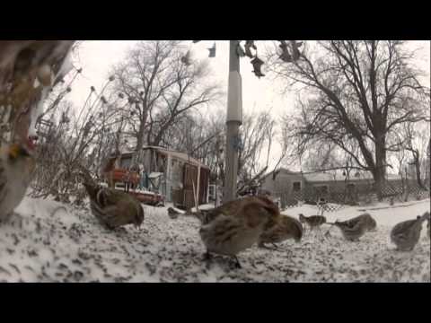 Redpolls at the feeder