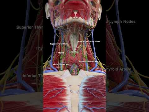 3d anatomy of the Thyroid Gland  #meded #anatomy #3dmodel