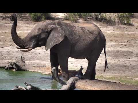 Djuma:  Lone Elephant comes to enjoy a drink - 14:31 - 11/21/18