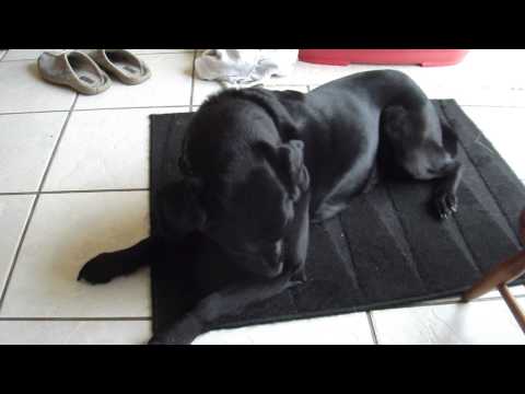 YouTube video about: Why does my dog keep gagging but not throwing up?