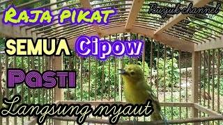 Download lagu SUARA PIKAT! Suara Pancingan Burung Sirtu Paling Ampuh Bikin Bahan & Macet Bunyi Langsung Emosi mp3 Download lagu SUARA PIKAT! Suara Pancingan Burung Sirtu Paling Ampuh Bikin Bahan & Macet Bunyi Langsung Emosi mp3