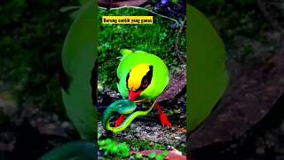 Download lagu Si hijau cantik yang ganas||Burung Ekek Geling #shortvideo #hewanliar #burung #langka mp3