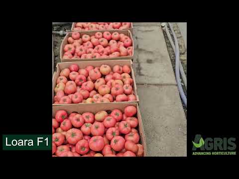 Loara F1 - Cultura de tomate roz în Matca, jud. Galați, fermier Pricope Săndel