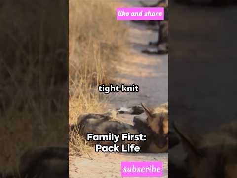 Thumbnail for Earth’s Rarest Dog: The Viral Secret of the Singing Wild Dog by Wild Dogs