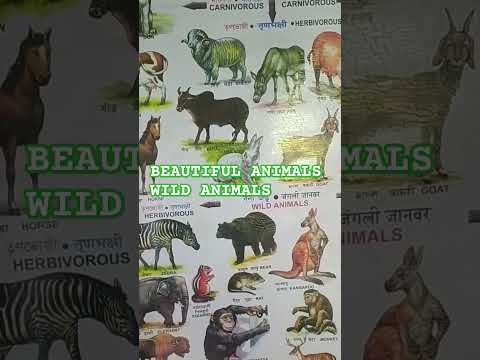 BEAUTIFUL WILD ANIMALS