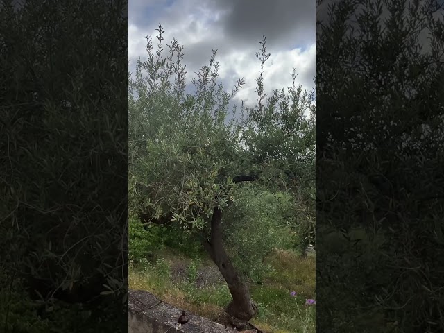 Rif. 1445 Lascari Rapputi