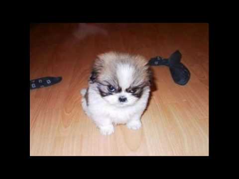 Andreas & Magnus Rytterstam - Ville Ba Säga D