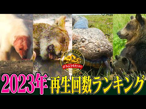 インフルエンサーのことは忘れてください。動物たちは長い間権力を握ってきました