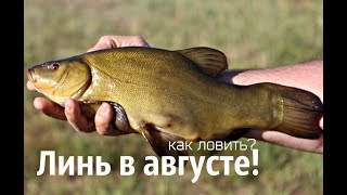Как поймать линя на удочку в августе