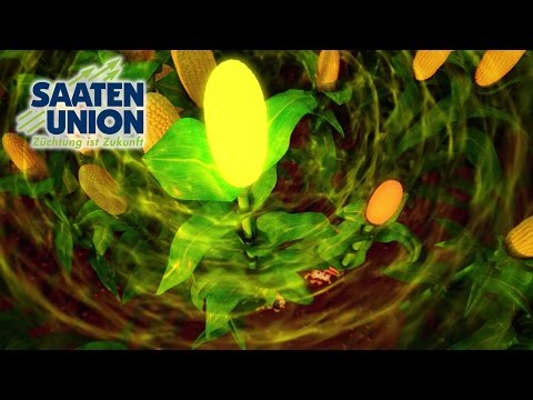 Saaten-Union: Max Mais | Mit Maximalmais maximale Energie