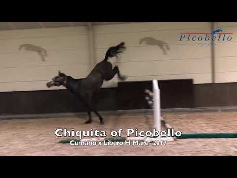 Mother Chiquita of Picobello Z 