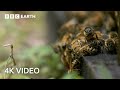 Team Of Experts Outsmart Young Black Bear 4K UHD Wild Japan BBC Earth
