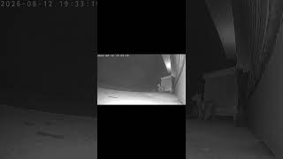 この日だけ子猫たちを連れて来た。他猫も全員集合してた。8/12だけなぜか③