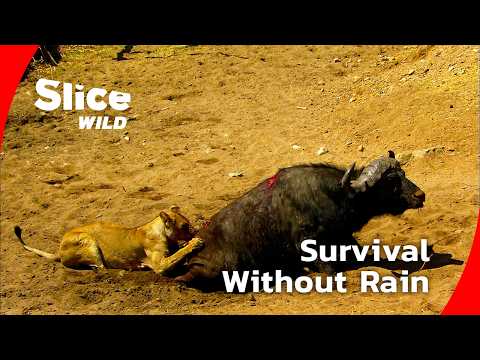 The Last Waterholes: A Fight for Survival in Tanzania I FULL DOC | SLICE WILD