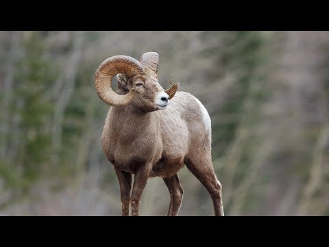 Kazakhstan's Wildlife: 10 Amazing Animals